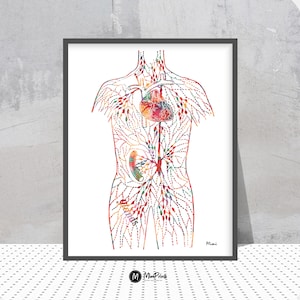 Lymph Vessels Diagram Watercolor Print Lymphatic System of the Human Body Medical Art Print Lymph Nodes Anatomy Endocrinology Wall Art