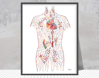 Lymph Vessels Diagram Watercolor Print Lymphatic System of the Human Body Medical Art Print Lymph Nodes Anatomy Endocrinology Wall Art