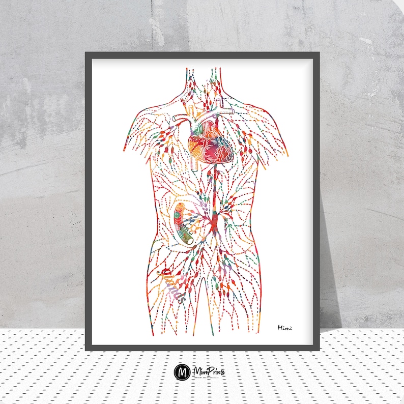 May include: A colorful anatomical illustration of the human circulatory system, showing the heart, veins, and arteries. The illustration is in a watercolor style and is framed in a black frame.