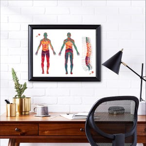 Carte anatomique du dermatome (affiche) | Décoration pour cabinet de kinésithérapie | Cadeau pour kinésithérapeute image 8