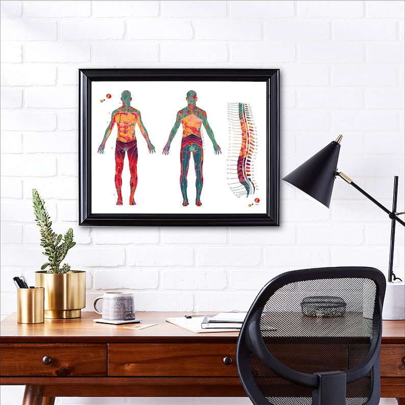 Carte anatomique du dermatome (affiche) | Décoration pour cabinet de kinésithérapie | Cadeau pour kinésithérapeute image 8