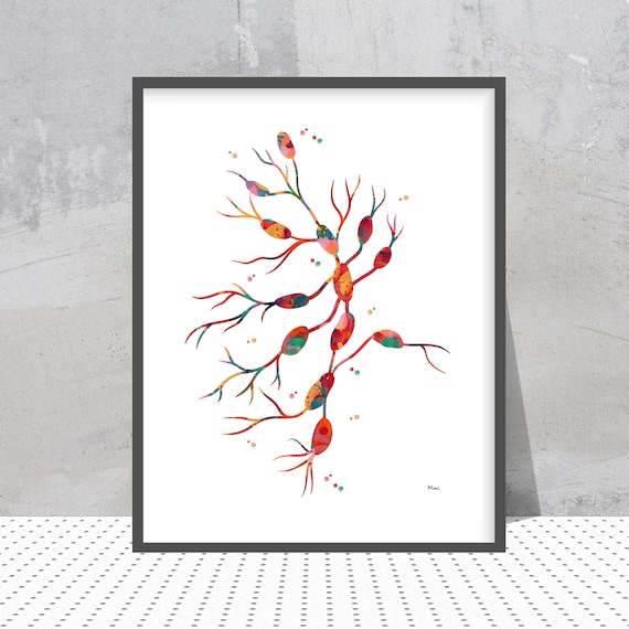 Lymph node lymph node structure lymph node art watercolor lymph node the anatomical structure of the lymph node lymph node poster Lymph node lymph node structure lymph node art watercolor lymph node the anatomical structure of the lymph node lymph node poster