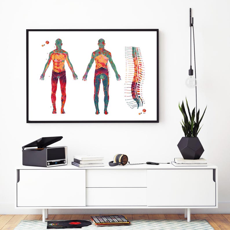 Carte anatomique du dermatome (affiche) | Décoration pour cabinet de kinésithérapie | Cadeau pour kinésithérapeute image 6
