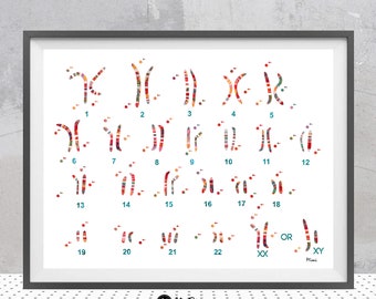 Trisomy 21 Watercolor Print Down Syndrome Idiogram Print Down Syndrome Karyotype Of Human Somatic Cell XX And XY Science Genetics Art Gift