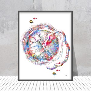 Póster ginecológico con impresión de placenta, anatomía de la placenta y el cordón umbilical, arte del embarazo, desarrollo del feto, decoración de pared para clínica de ginecología y obstetricia.