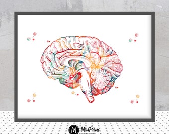 Anatomia del cervello sezione trasversale acquerello stampa cervello umano vista sagittale sistema limbico poster arte medica neurologia illustrazione anatomia arte