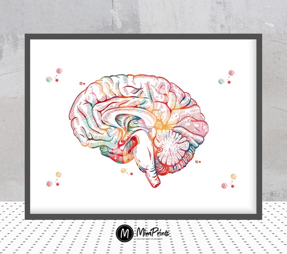 Brain Anatomy Cross Section Watercolor Print Human Brain Sagittal View  Limbic System Poster Medical Art Neurology Illustration Anatomy Art -   Sweden
