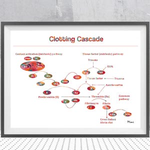 Op de afbeelding: Een ingelijste print met een diagram van de "Stollingscascade", dat het bloedstollingsproces illustreert. Het diagram gebruikt een verscheidenheid aan kleuren en labels om de intrinsieke en extrinsieke routes weer te geven.