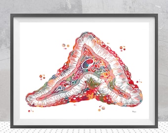 Adrenal Gland Section Histology Print | Endocrinology Art | Endocrine & Thyroid Clinic Decor