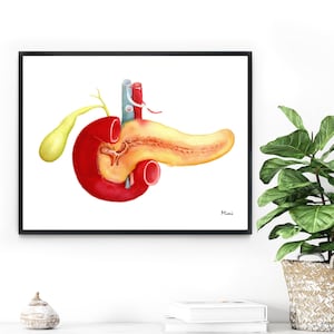 Pancreas And Gallbladder Watercolor Print Endocrine System Anatomy Giclée Print Art Gift For Doctors Medical Clinics Wall Decor