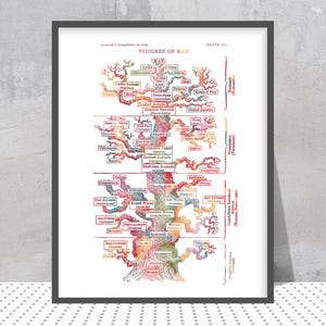 May include: A framed vintage print titled "Pedigree of Man" features a colorful illustration of an evolutionary tree. The artwork displays various branches labeled with scientific terms, showcasing the lineage of different species. The print is framed in a black border.