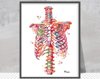 Rib Cage Anatomy Print Human Thorax Medical Art Watercolor Poster Skeletal System Art Chest Ribs Sternum Medical Clinic Wall Decor