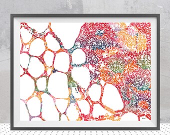 Thyroid Gland Watercolor Histology | Endocrine System Print | Endocrinology And Diabetology Clinic Decor