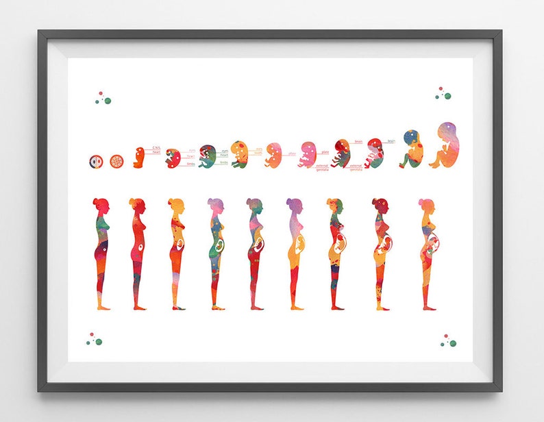 Pregnancy stages Watercolor Print medical art fetal image 0