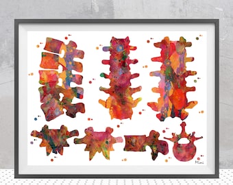 Aquarelprint van de lumbale wervelkolom | Kunstwerk over wervelanatomie | Decoratie voor fysiotherapiepraktijk | Cadeau voor orthopedist