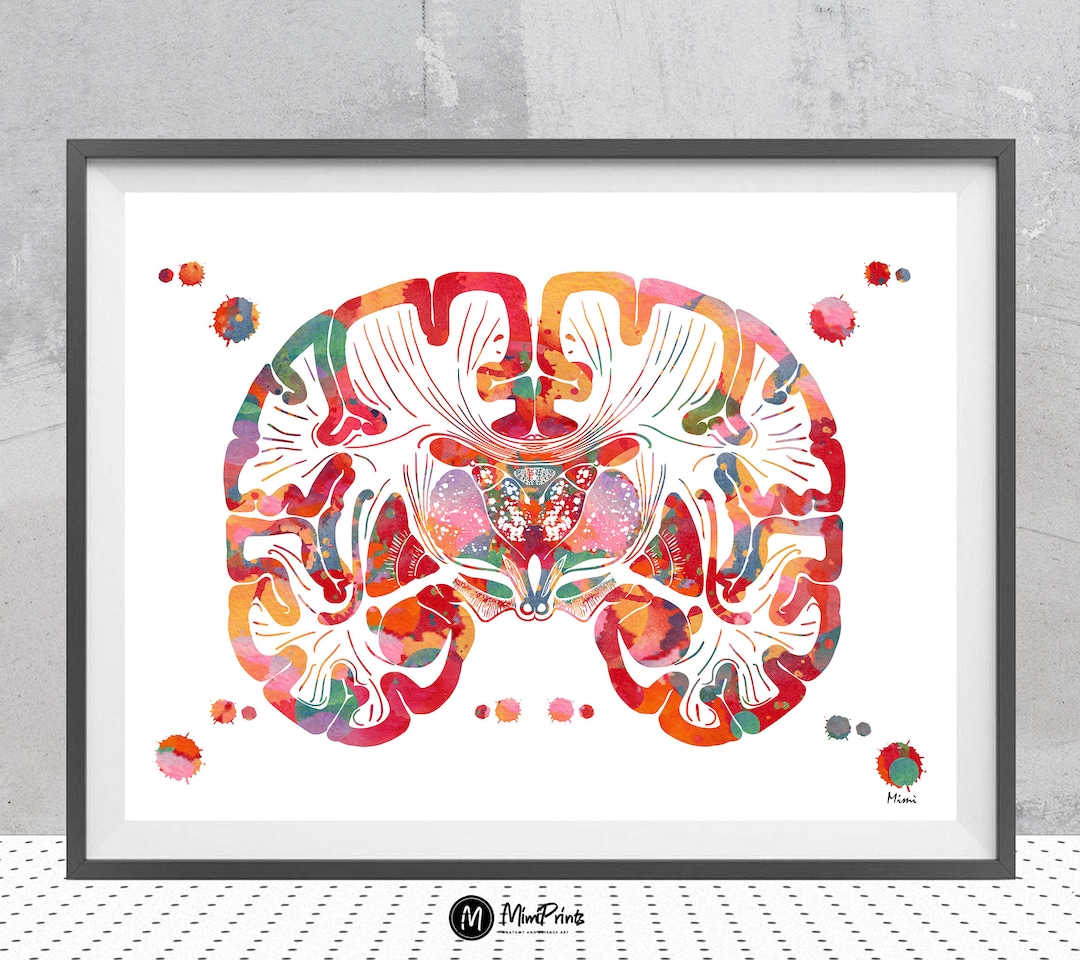 Brain Print Coronal Section of the Human Brain Brain Anatomy Watercolor ...