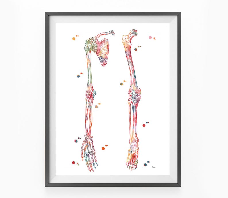 Anatomy Art Print: Human Limbs, Skeletal System Watercolor - Etsy