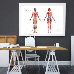 Pu&ograve; includere: Un'illustrazione incorniciata del sistema muscolare umano, che mostra i muscoli di una figura maschile e femminile in uno stile astratto e colorato.