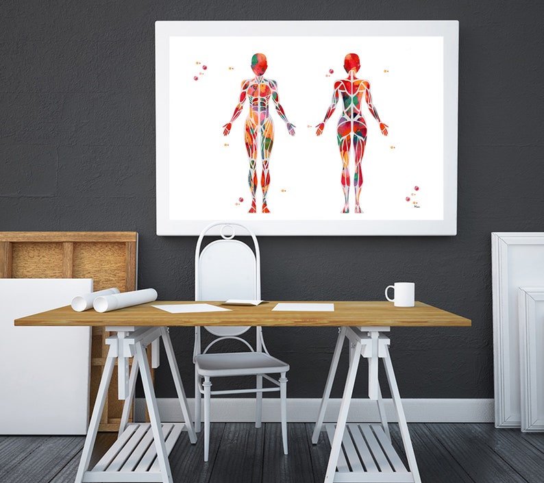 Pu&ograve; includere: Un'illustrazione incorniciata del sistema muscolare umano, che mostra i muscoli di una figura maschile e femminile in uno stile astratto e colorato.