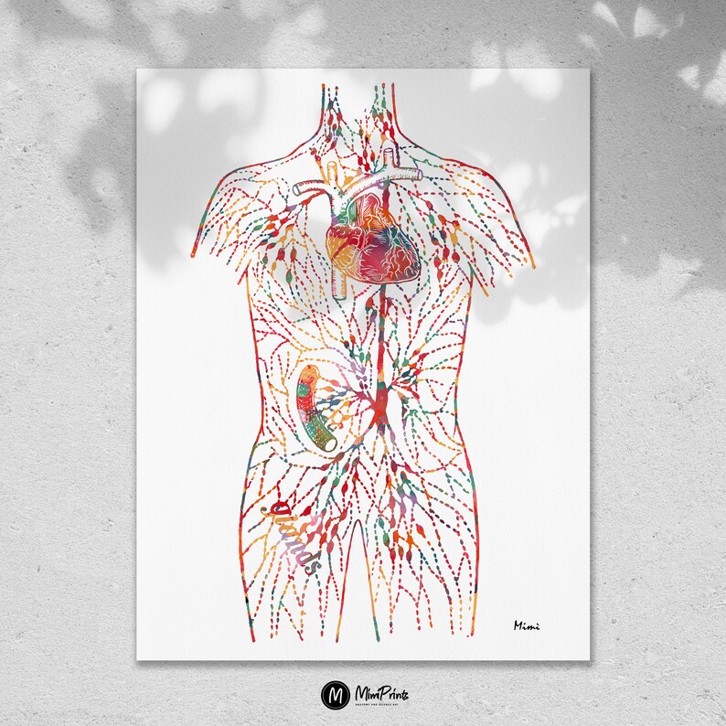 May include: A colorful anatomical illustration of the human circulatory system, showing the heart, veins, and arteries. The illustration is done in a watercolor style with a white background.