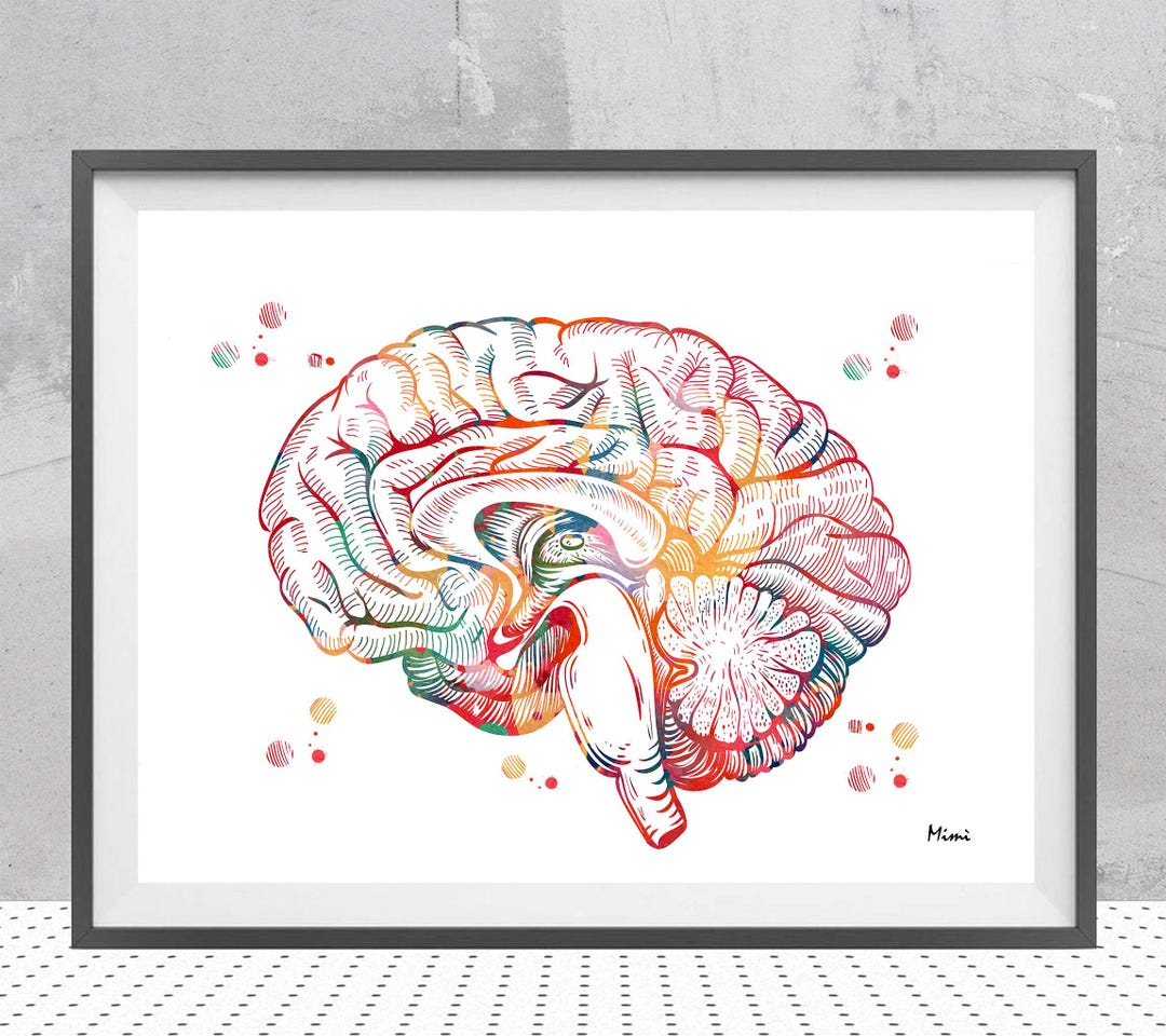 Brain Anatomy Cross Section Watercolor Print Human Brain Sagittal View ...