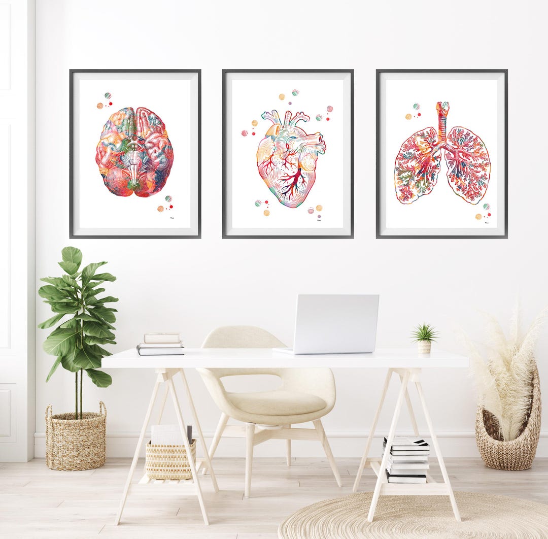 3 Anatomy Prints Deal Medical Clinic Watercolor Set Brain Bottom View ...