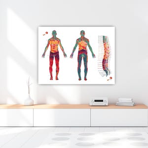 Carte anatomique du dermatome (affiche) | Décoration pour cabinet de kinésithérapie | Cadeau pour kinésithérapeute image 7