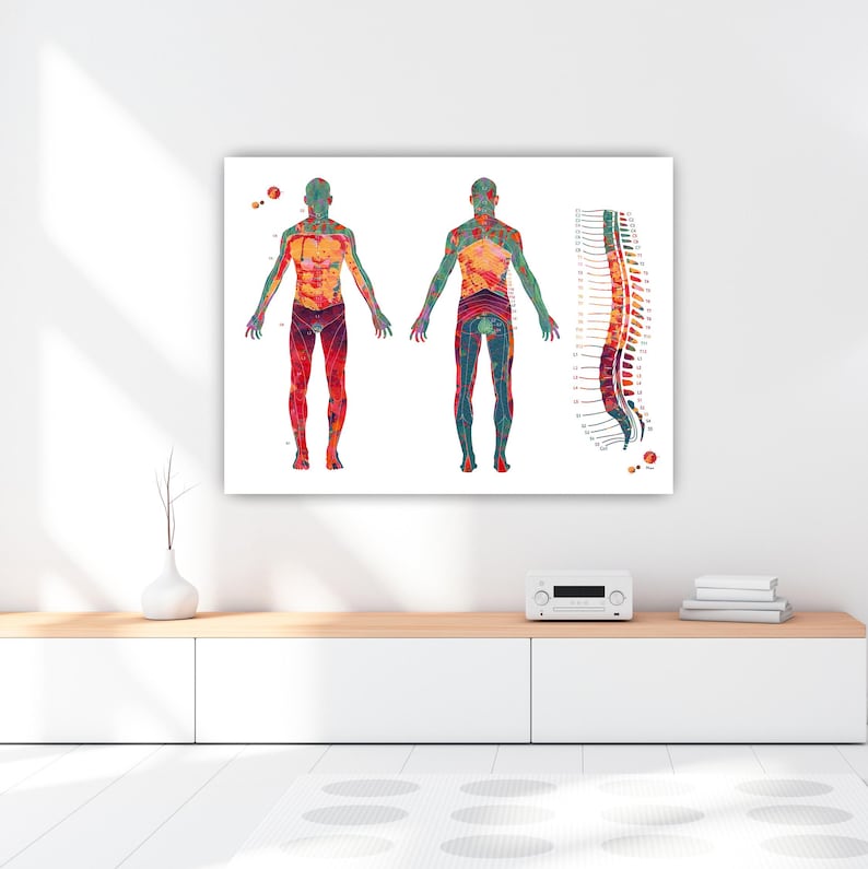 Carte anatomique du dermatome (affiche) | Décoration pour cabinet de kinésithérapie | Cadeau pour kinésithérapeute image 7