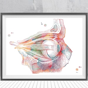 Eye Cross Section Anatomy Print Anatomical Eye Watercolor Ophthalmology Giclee Print Optometry Poster Medical Clinic Wall Decor