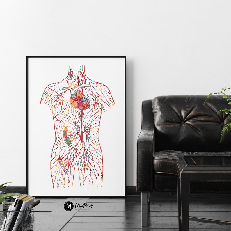 May include: A colorful anatomical illustration of the human circulatory system, showing the heart, veins, and arteries. The illustration is in a watercolor style and features a variety of colors, including red, blue, green, and yellow. The image is printed on white paper and framed in a black frame.