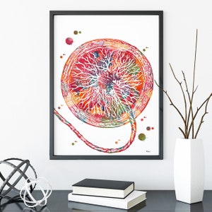 Placenta Pregnancy Print Umbilical Cord Poster OB-GYN Anatomy Art Fetus ...