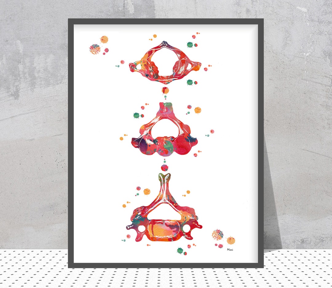 Cervical Vertebrae Watercolor Anatomy Print, Medical Art - Etsy