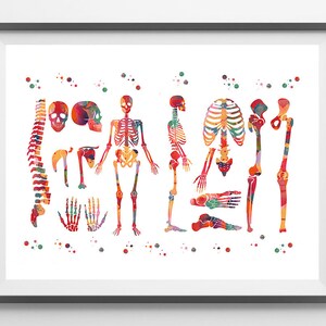 Human Body Skeletal System Watercolor Print Anatomy Art Medical Art ...