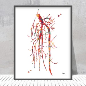 Angiogramm Print Popliteal Arterie Angiographie Angiographie Angiographie Angiographie Angiographie der Popliteal Arterie Abstrakte Anatomie