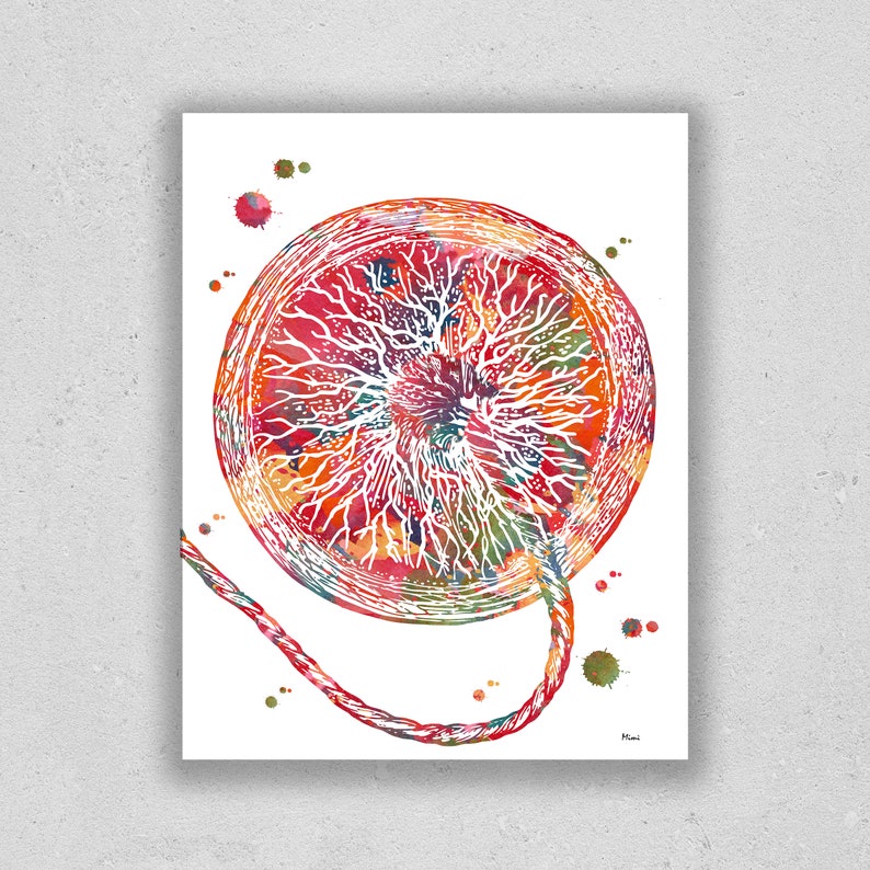 Placenta OB-GYN Print | Anatomy Art | Fertility Clinic Decor - Etsy