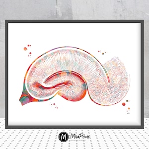 Può includere: Un'illustrazione ad acquerello colorata di un cervello umano, che mostra la complessa rete di neuroni. Il cervello è rappresentato in tonalità di rosso, arancione, giallo e blu, su uno sfondo bianco.