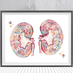 Die Niere Anatomie Aquarell Druck menschliche Niere Poster Urologie Kunst Niere Illustration medizinische Kunst Niere Wand-Dekor Geschenk