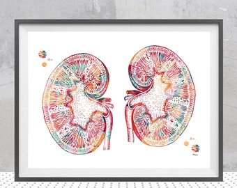 The Kidneys anatomy watercolor print human kidneys poster urology art kidney illustration medical art kidney wall decor gift