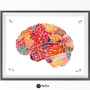 Brain Anatomy Print Brain Lobes Poster Lateral View of the Human Brain ...