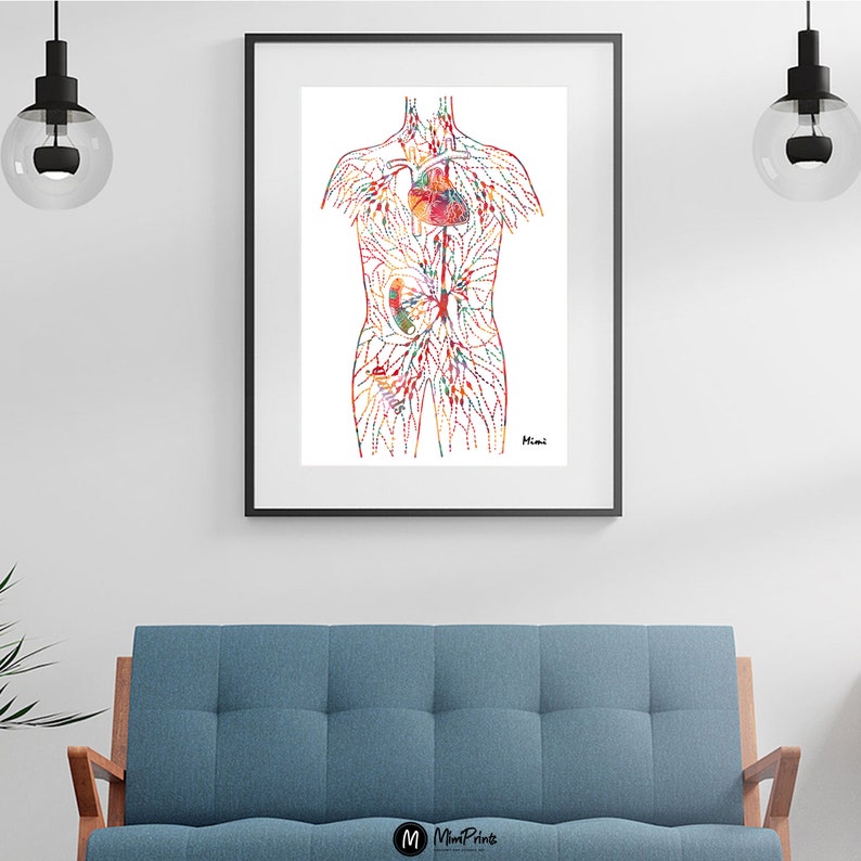 May include: A colorful anatomical illustration of the human circulatory system, showing the heart, veins, and arteries. The illustration is done in a watercolor style with red, orange, yellow, green, blue, and purple colors. The image is titled "Mimi".
