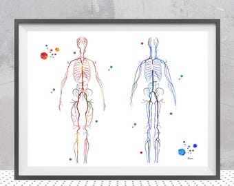 Circulatory System Watercolor Print | Vein and Vascular Center Decor | Doctor Gift