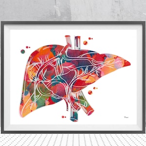 Human Liver Anatomy Print Medical Art Watercolor Liver Surgery Poster Hepatopathology Art Medical Clinic Decor Anatomical Liver Painting