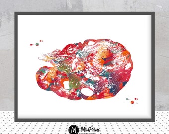 Female Reproductive System Watercolor print ovary poster anatomy art ovary histology illustration print medical art ginaecology print