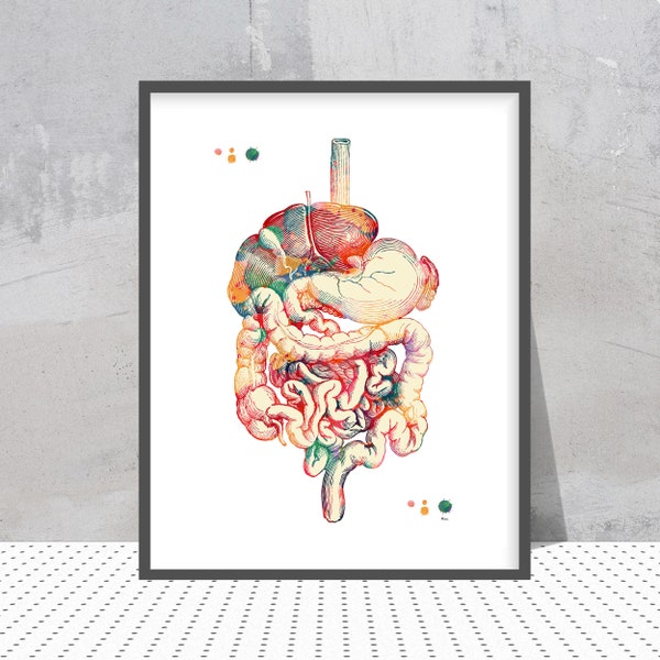 Spijsverteringskanaal aquarel print menselijke anatomie spijsverteringsstelsel poster, spijsverteringskanaal organen anatomie print medische wand decor anatomie kunst