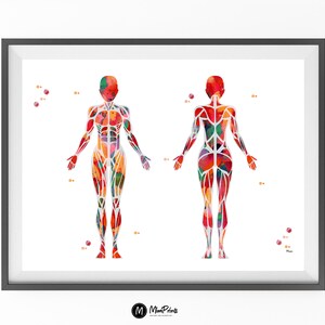 Pu&ograve; includere: Un'illustrazione ad acquerello del sistema muscolare umano, che mostra le viste anteriore e posteriore del corpo. I muscoli sono rappresentati in varie tonalit&agrave; di rosso, arancione, giallo, verde e blu.