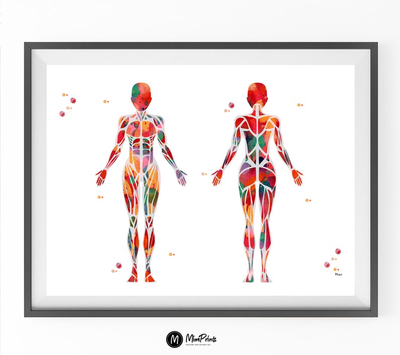 Pu&ograve; includere: Un'illustrazione ad acquerello del sistema muscolare umano, che mostra le viste anteriore e posteriore del corpo. I muscoli sono rappresentati in varie tonalit&agrave; di rosso, arancione, giallo, verde e blu.