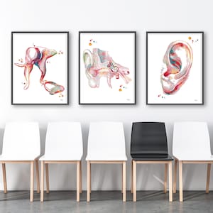 May include: Three framed watercolor prints of the human ear anatomy. The prints depict detailed illustrations of the inner ear, cochlea, and outer ear in shades of red, blue, and yellow. The prints are displayed above a row of white chairs.