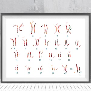 May include: A colorful illustration of a human karyotype, showing the 23 pairs of chromosomes, numbered 1 through 22, with the sex chromosomes labeled XX or XY. The image includes the text "OR" between the XX and XY chromosomes.
