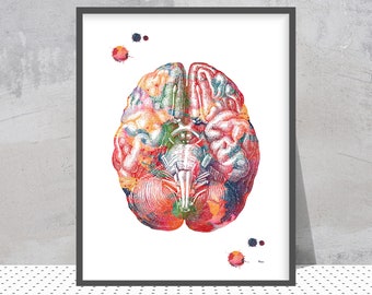 Cerveau humain impression cerveau vue de dessous affiche art neurologie cerveau lobe temporal moelle cervelet art mural médical anatomie du cerveau aquarelle