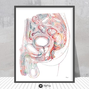 Male Reproductive System Anatomy Print Male Reproductive Tract Fertility Art Medical Art Urology Clinic Art Andrology Watercolor